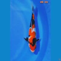 showa sansoku 28cm