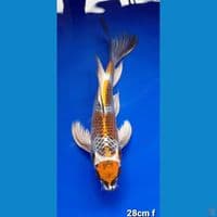 KOGANE OCHIBA 28cm FEMALE