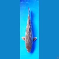 TANCHO OCHIBA 30cm MALE
