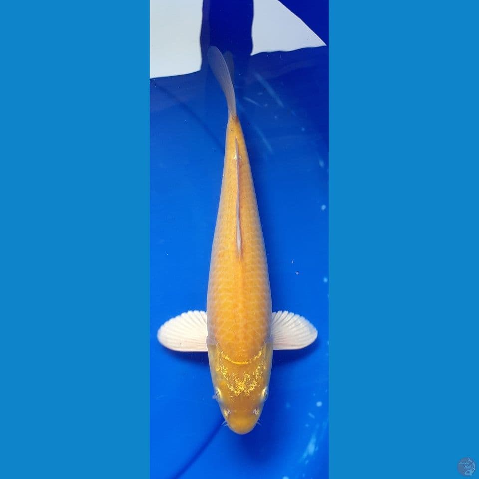 KARASI 30CM MALE
