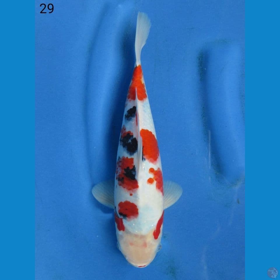 Sanke F1 sakai 29cm