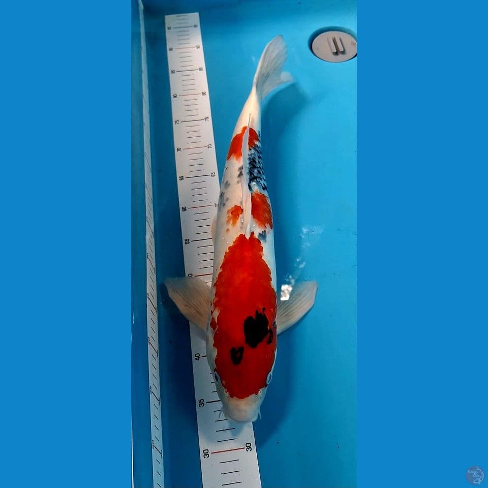 showa 55cm male
