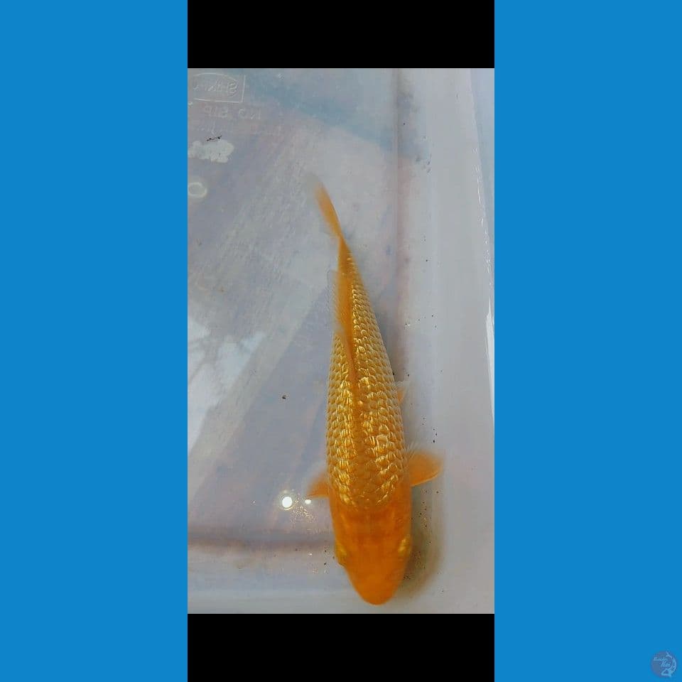 karamel ginrin 