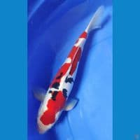 Sanke doitsu 37cm male