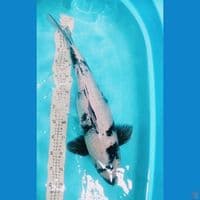 Shiro ginrin 55 cm punuk