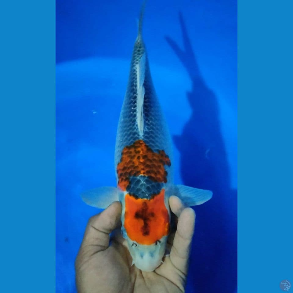 GOSIKI 35CM
