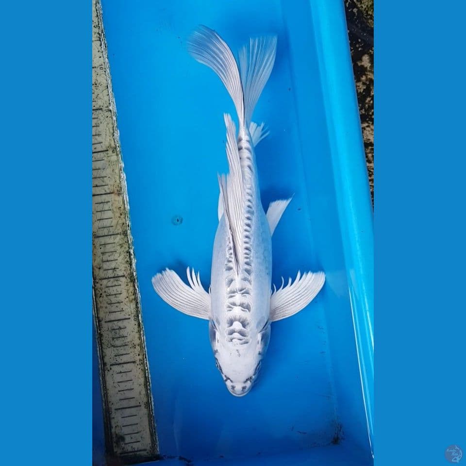 SILVER FOX KUMPAY