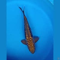 aragoke 34 cm