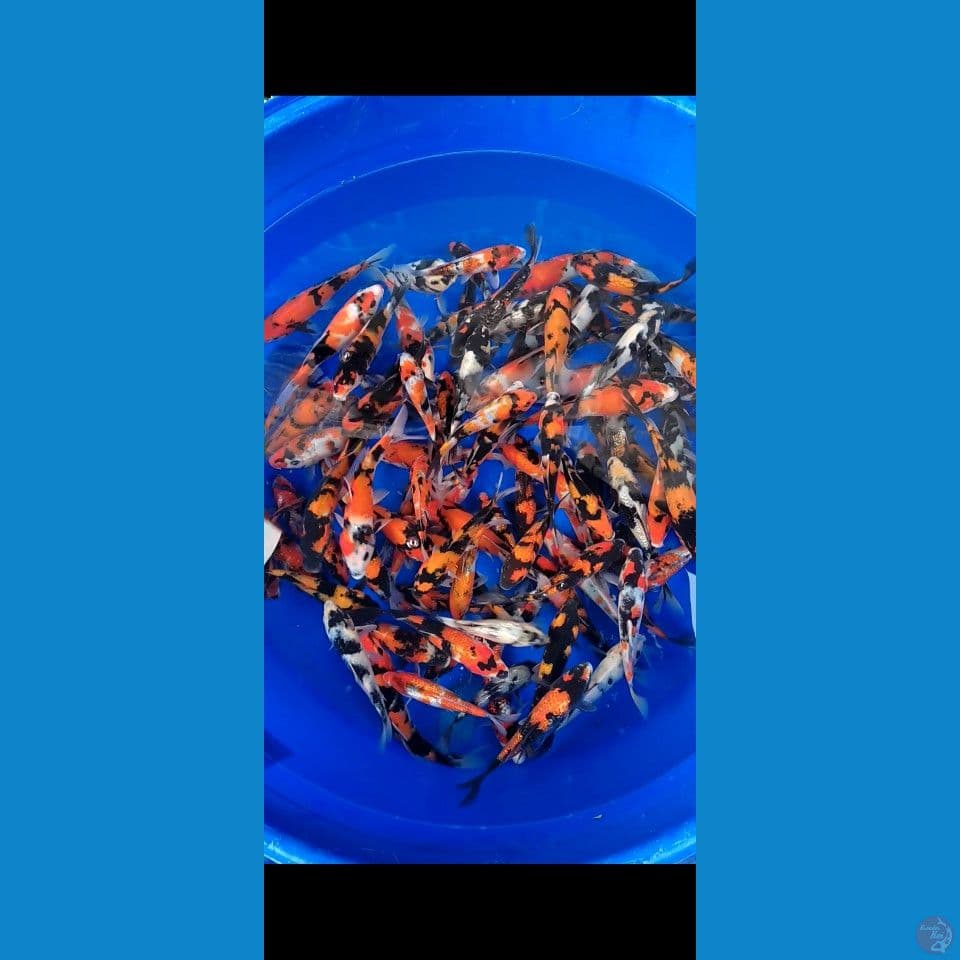 showa Grade 15-25cm 100ekor