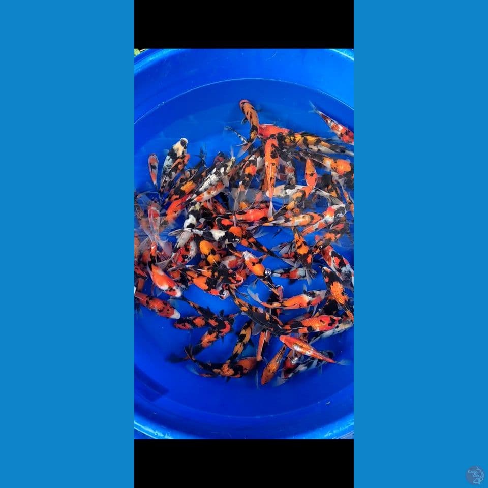 showa Grade 15-25cm 100ekor