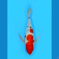 KUMPAY SANKE, 35CM