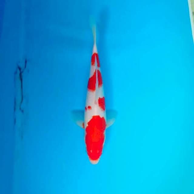 Kohaku