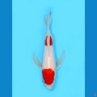 Kumpay Nidan Kohaku, 23CM