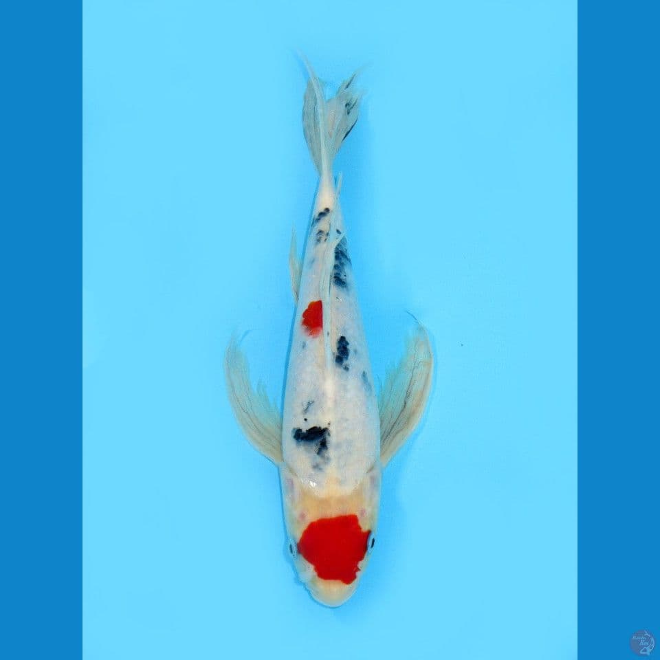 Kumpay Maruten Sanke, 30CM