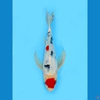 Kumpay Maruten Sanke, 30CM 