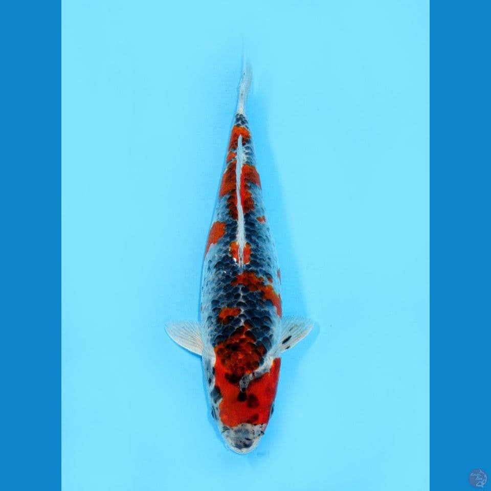GOSHIKI, 29CM