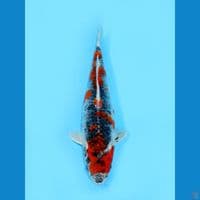 GOSHIKI, 29CM