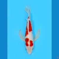 Kumpay Sanke, 31CM