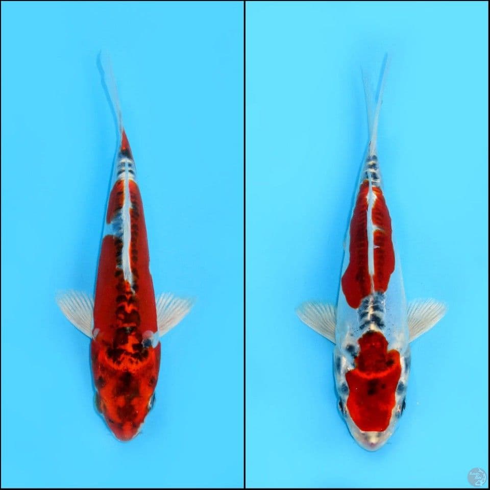 Beni Kikokuryu 16-17CM