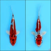 Beni Kikokuryu 16-17CM