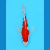 Kumpay Inazuma Kohaku, 27CM