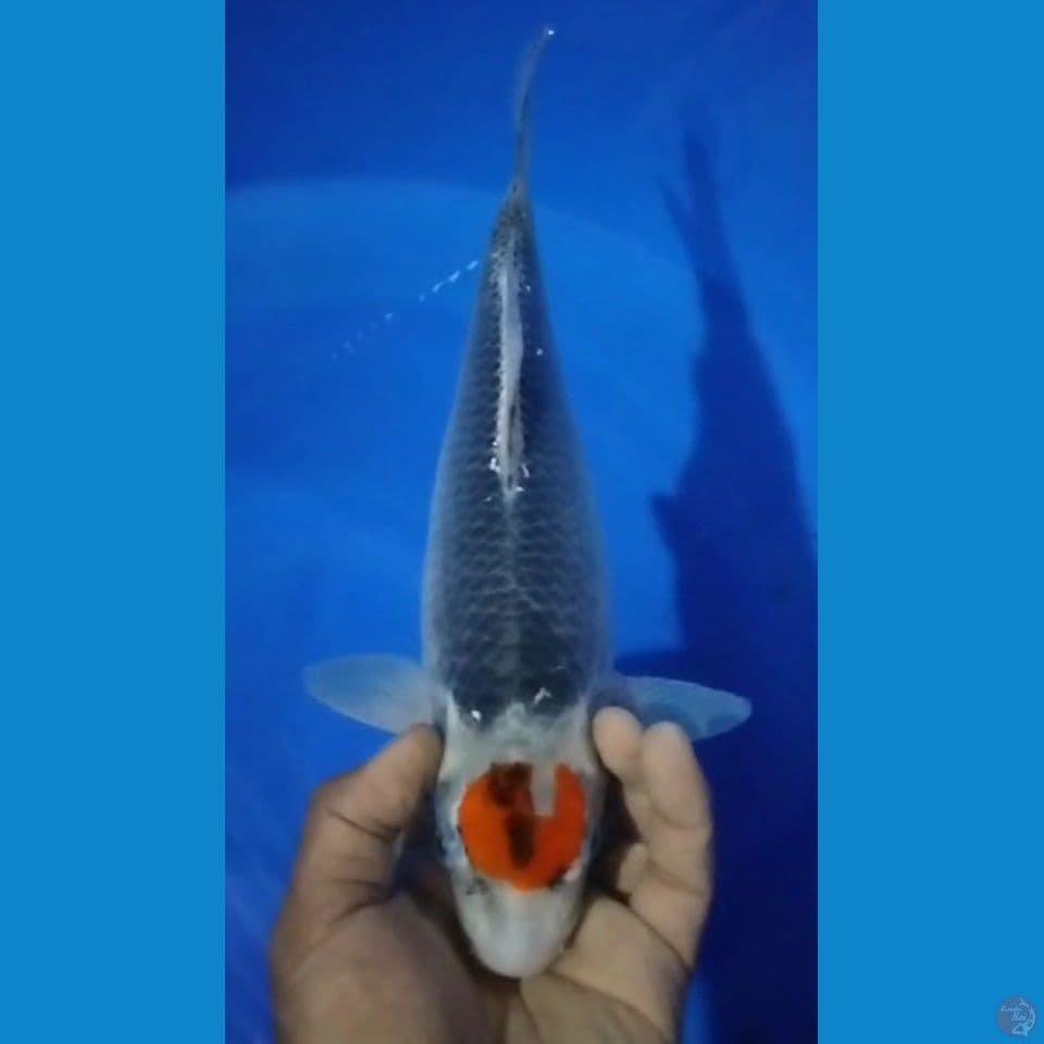 TANCHO 33CM