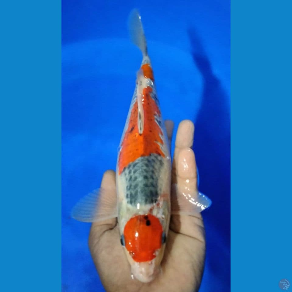 MARUTEN 32CM