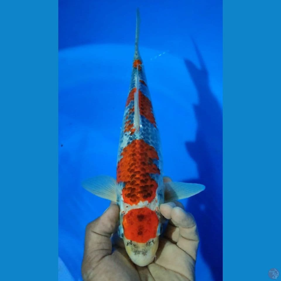 MARUGOSI 34CM