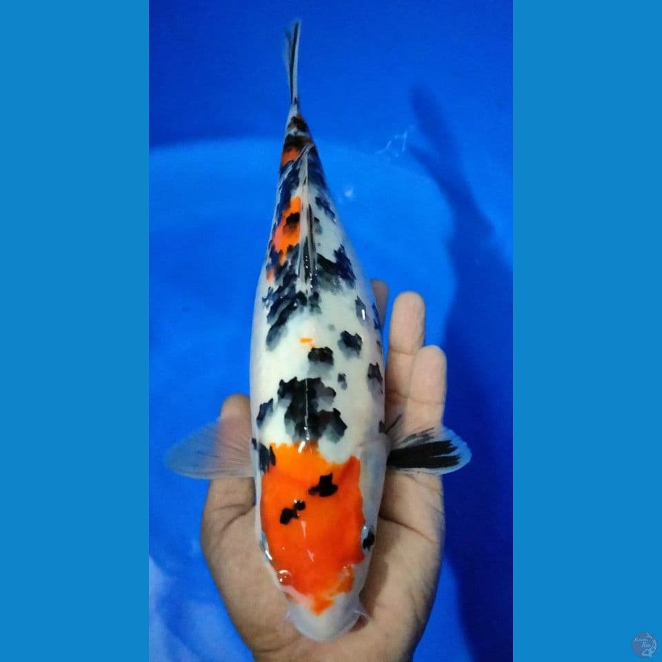 SANKE 35CM