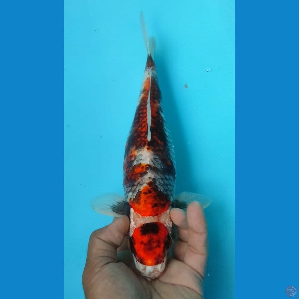 MATSUMARU 32CM