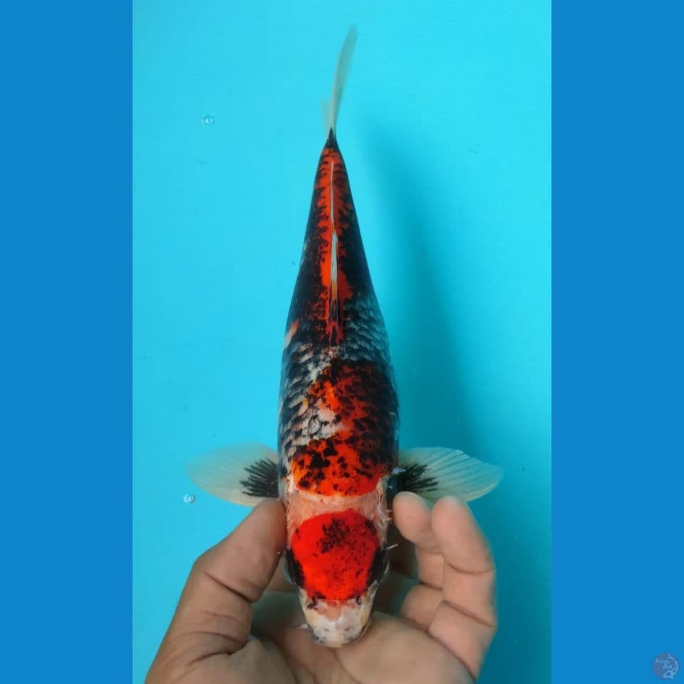 MATSUKAWABA 28CM