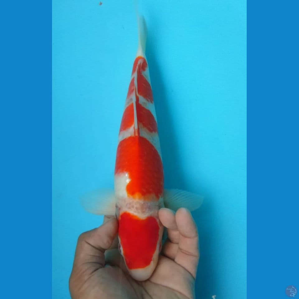 KOHAKU 33CM