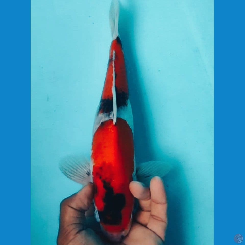 TATEGOI 32CM
