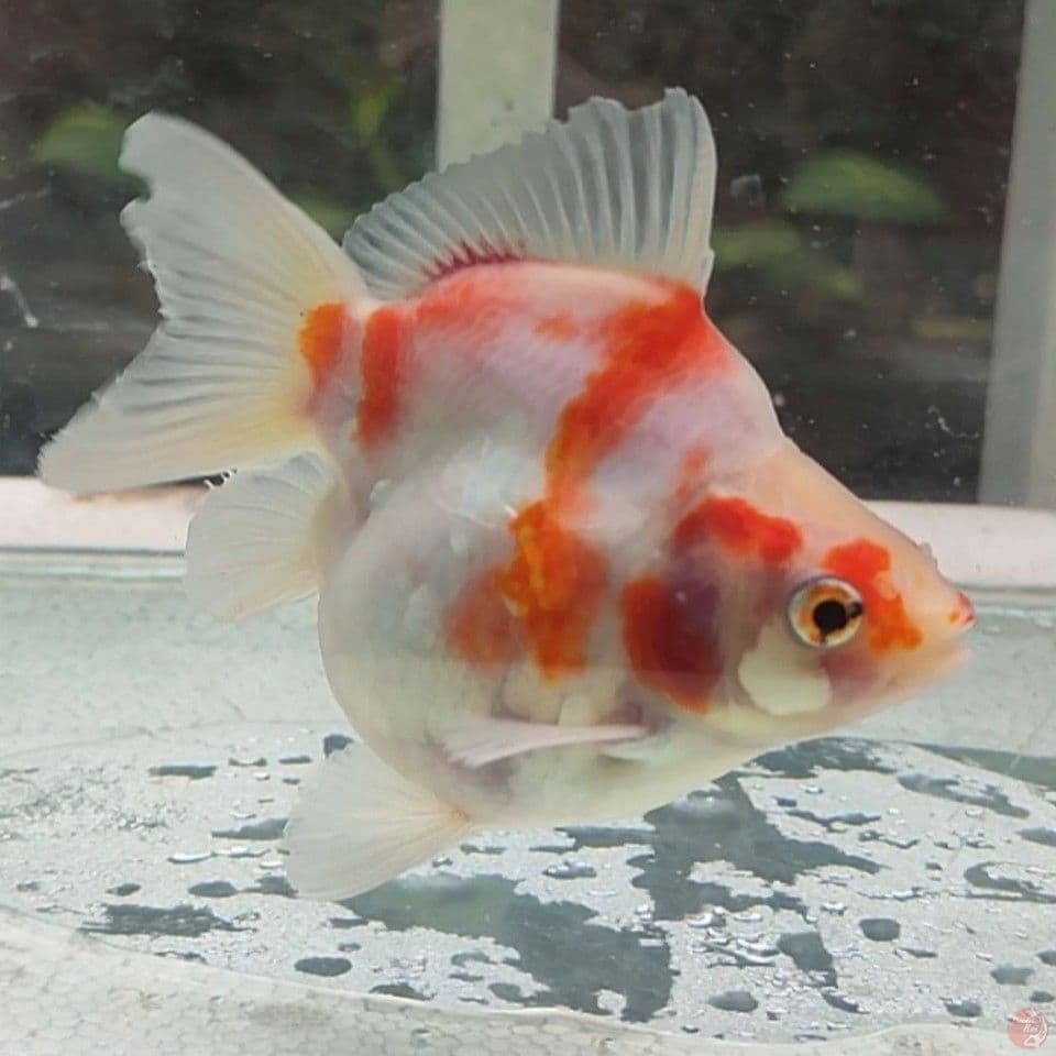 SQ Short Body Tamasaba 