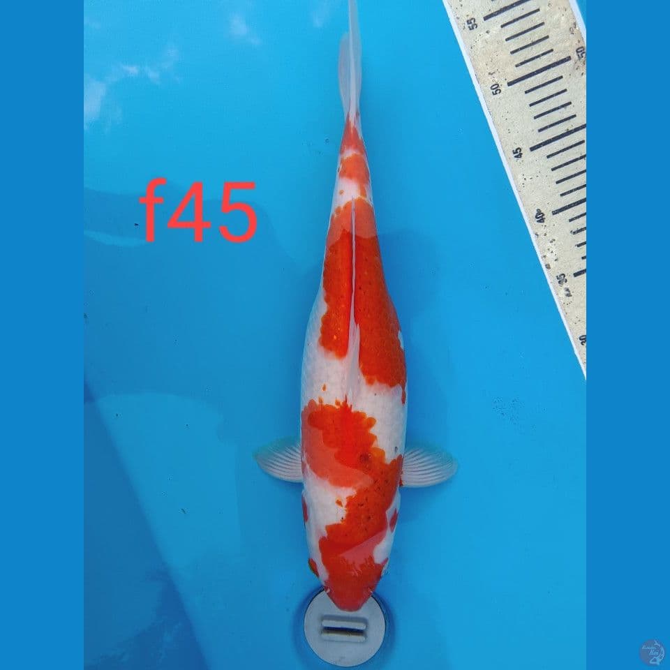 kohaku gendong teur 45cm