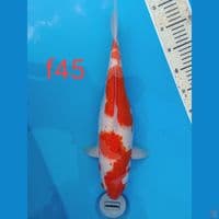 kohaku gendong teur 45cm