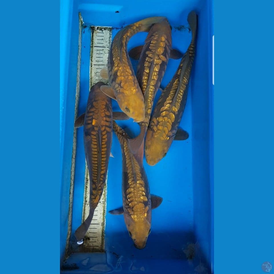 paket naga bulky