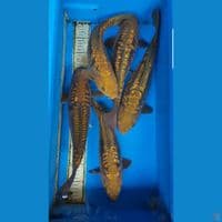 paket naga bulky