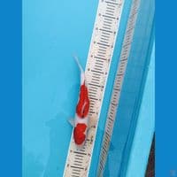 sanke 30cm 