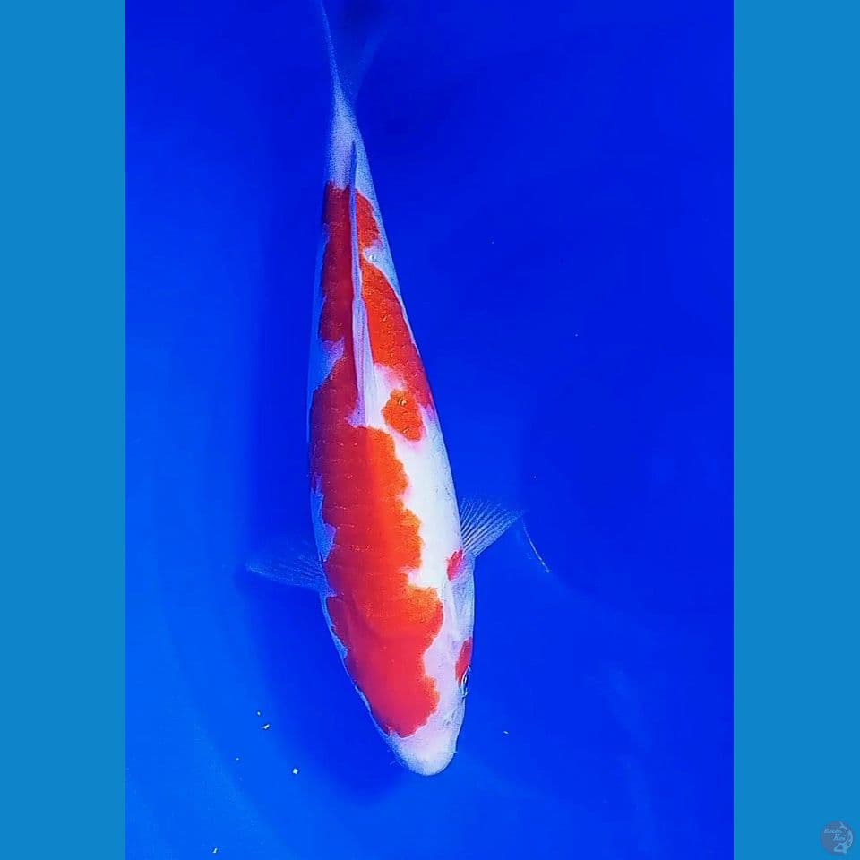 33cm strong kohaku