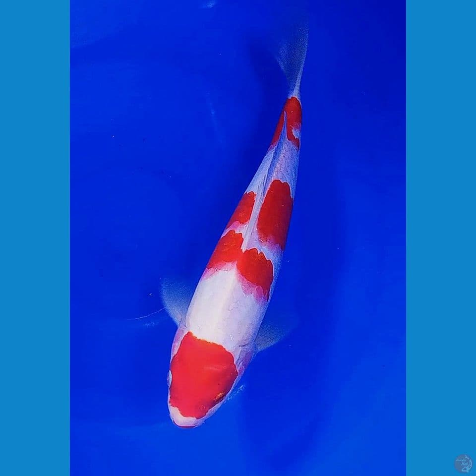 30bu/29 super red kohaku maruten