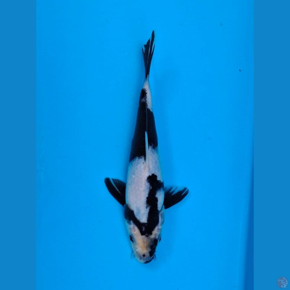 F1 SHIRO 16CM