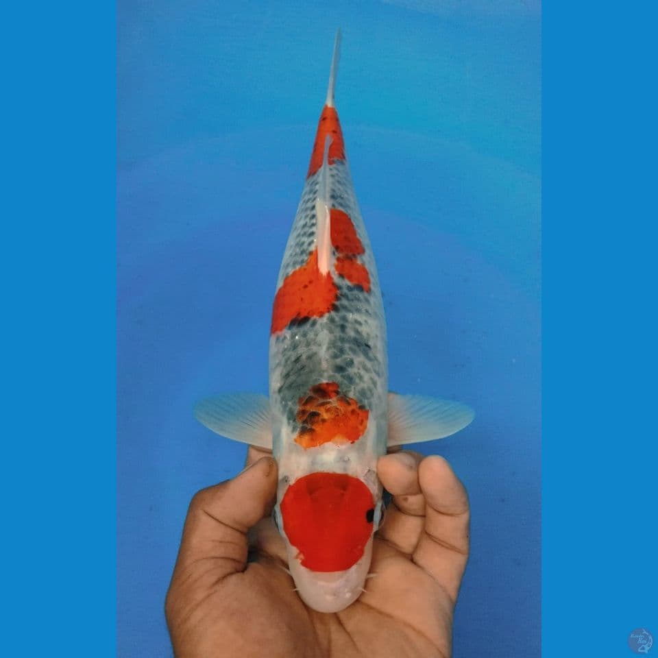 GOSIKI 37CM