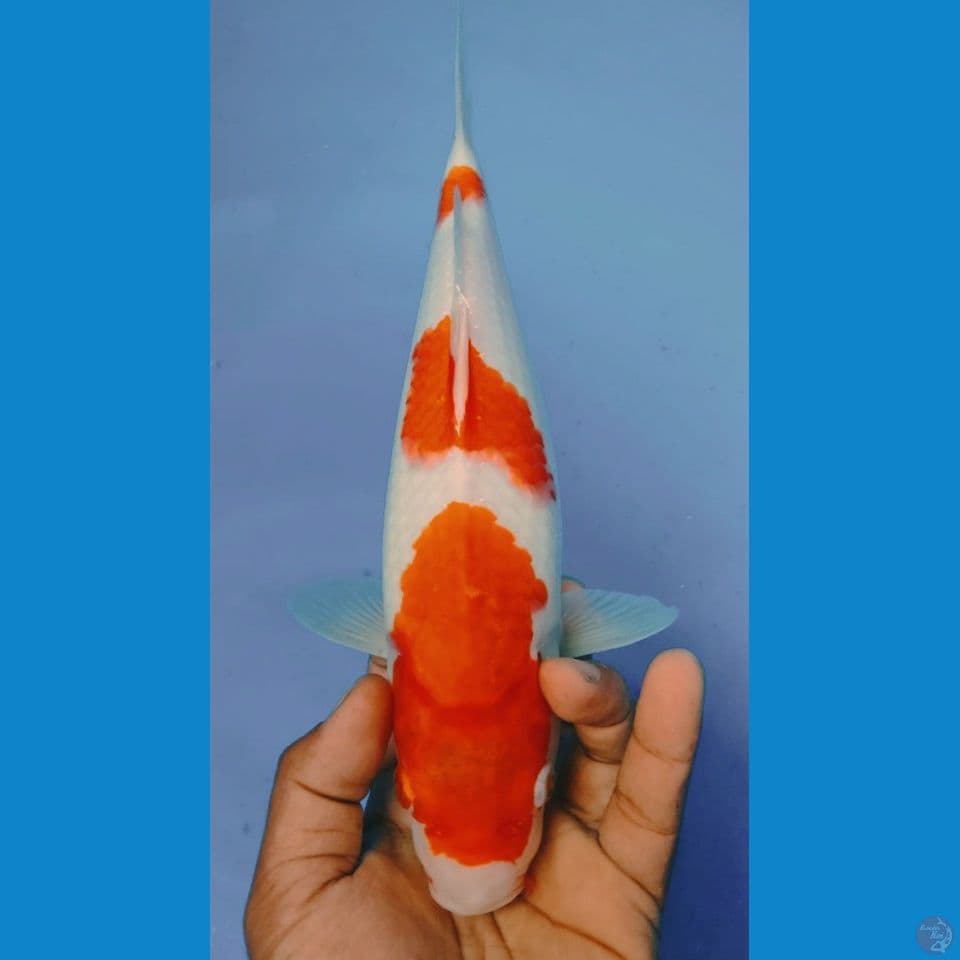 KOHAKU 33CM