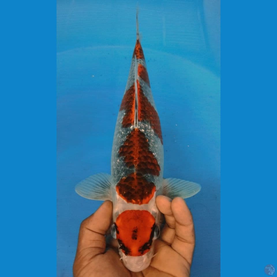 KURO GOSHIKI 36CM
