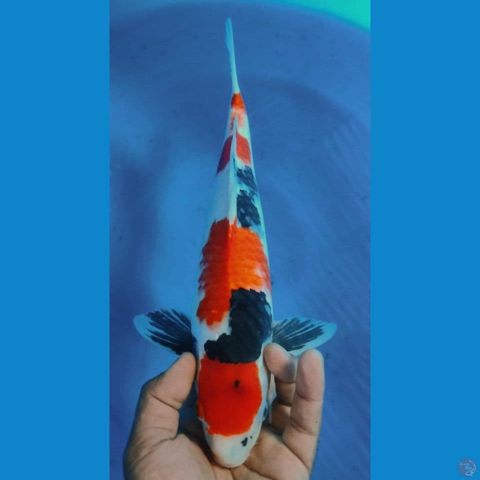 SHOWA 35CM