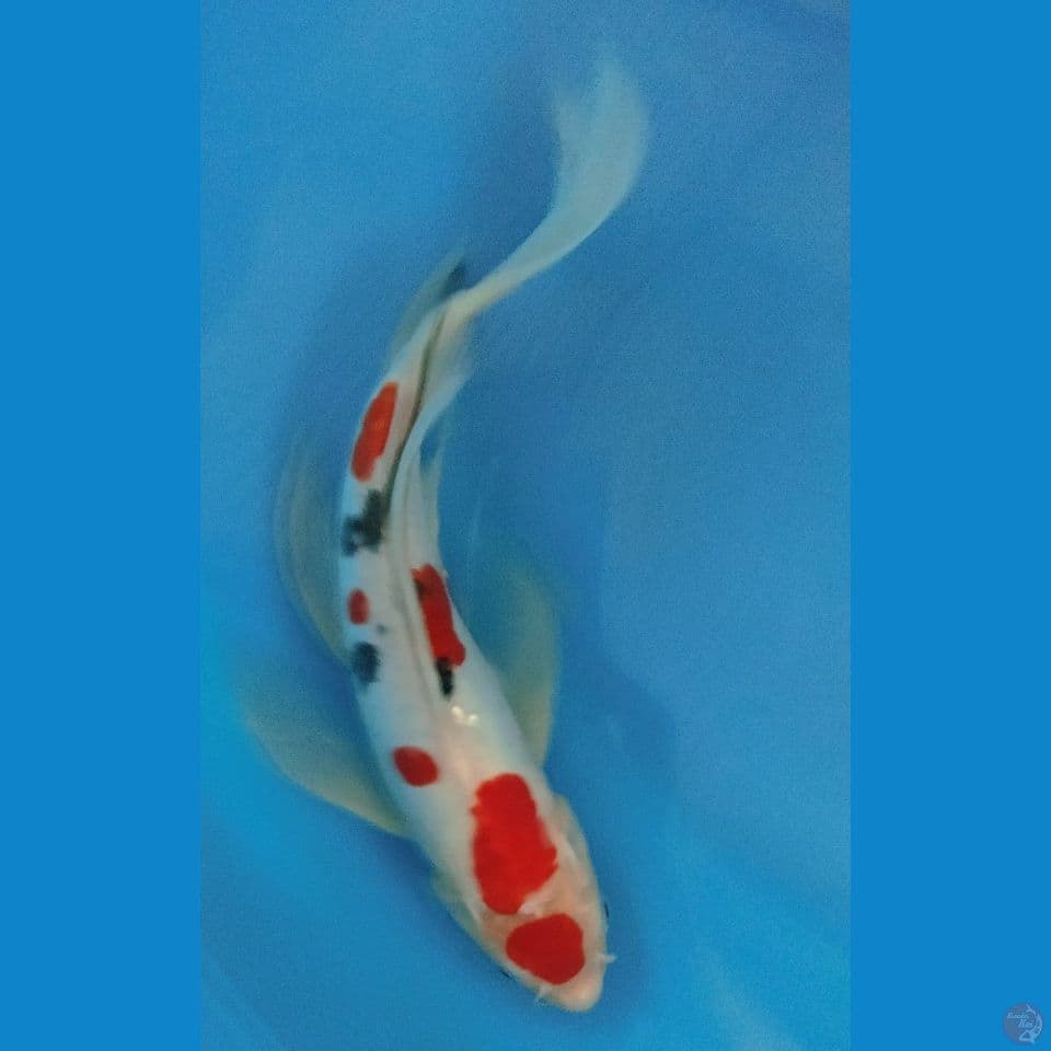 SANKE DOITSU 33CM