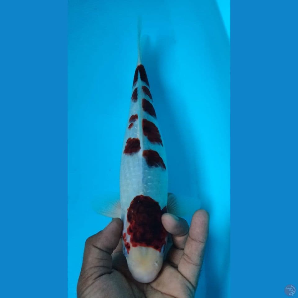 GOROMO 35CM