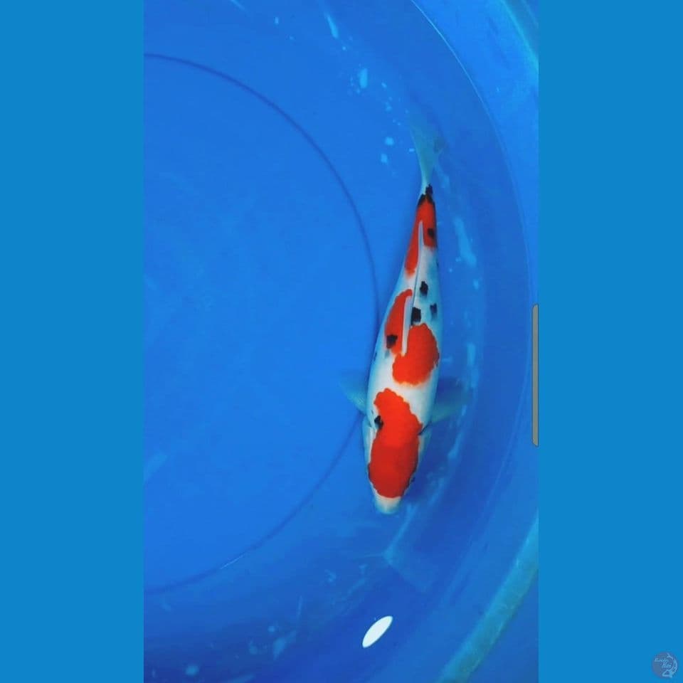 Sanke SQ 30 cm