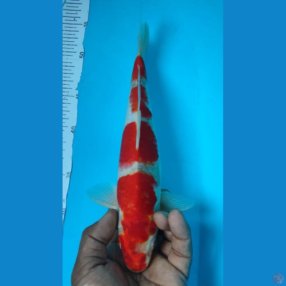 HIKARY 33CM